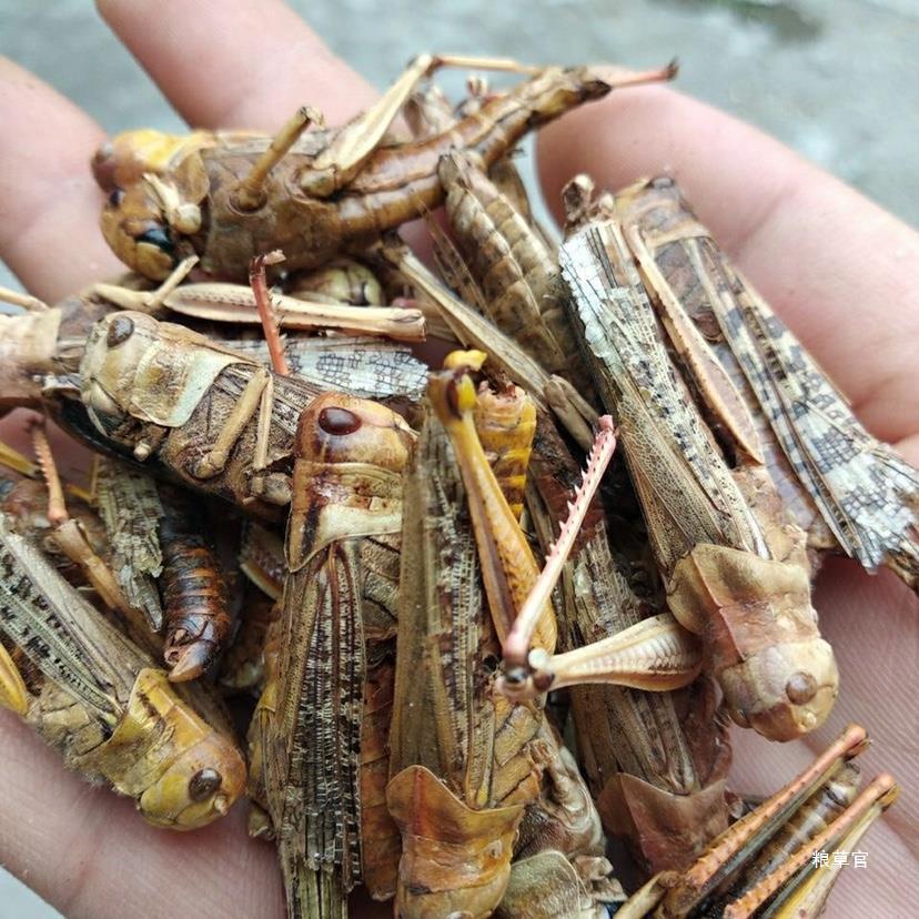 Dried Grasshopper