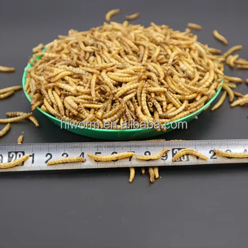 Dried Mealworm