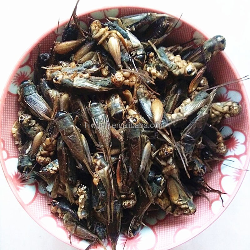Dried Cricket