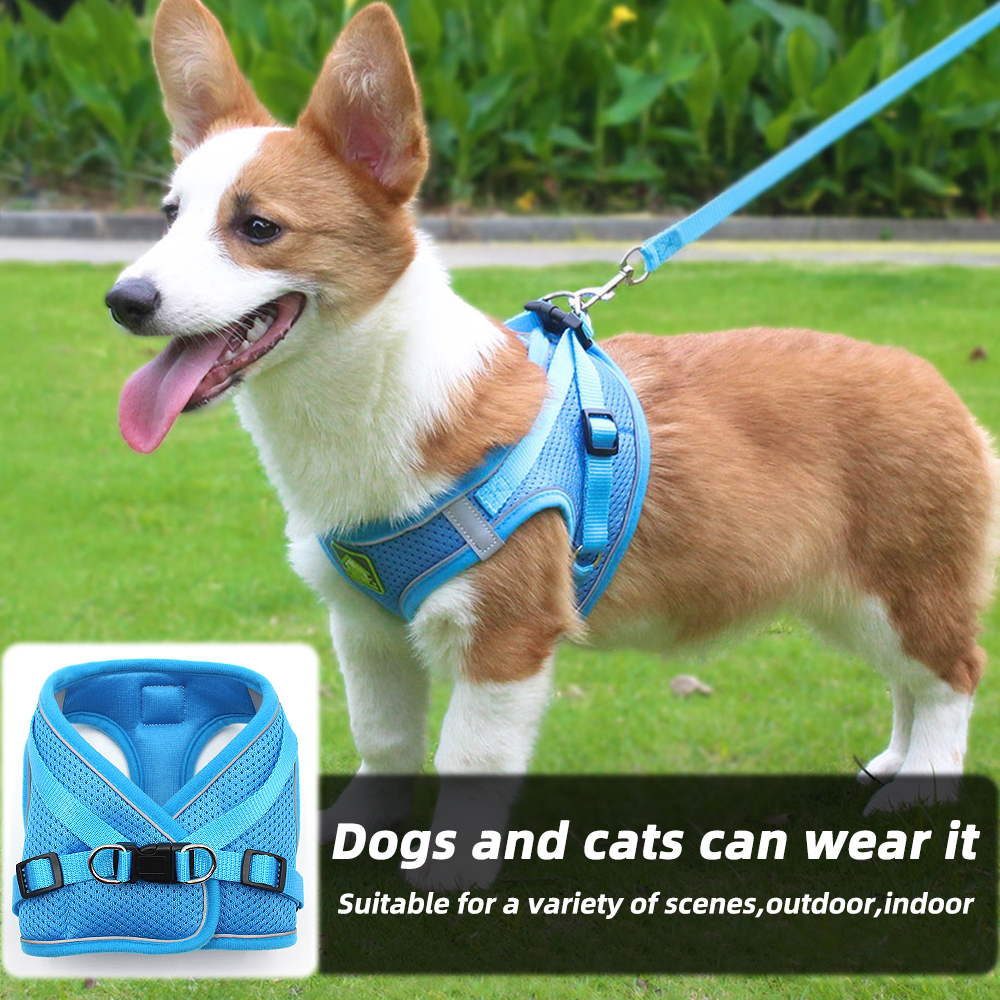 Pet Collar /Leash / Harness