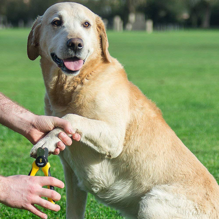 宠物美容和清洁