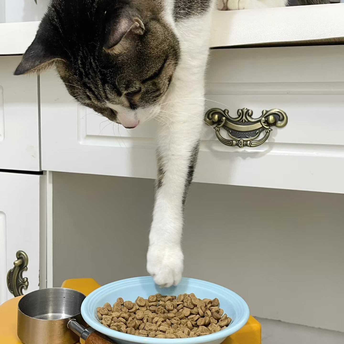 cat dry food